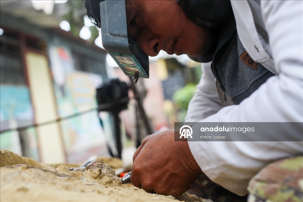 Peruvian scientists restore fossil of a seabird from 20 million years ago