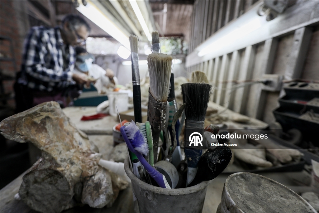 Peruvian scientists restore fossil of a seabird from 20 million years ago