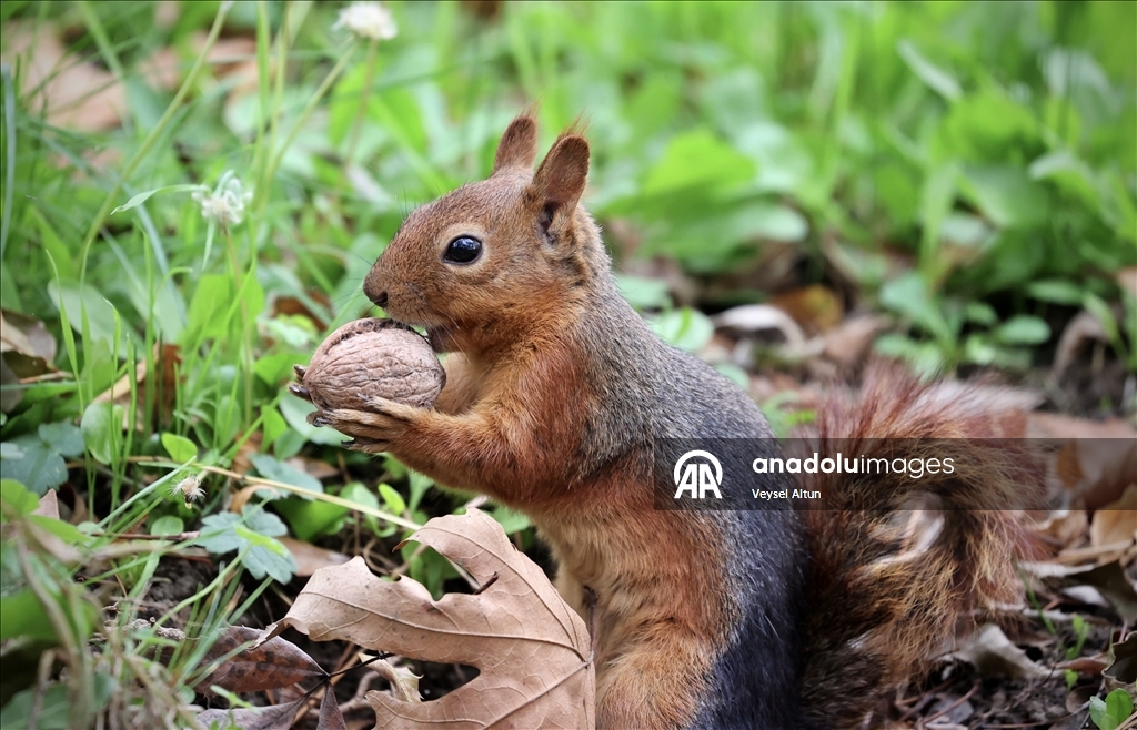 Samsun'un Alaçam ilçesinde sonbahar güzelliklerine sincaplar eşlik ediyor