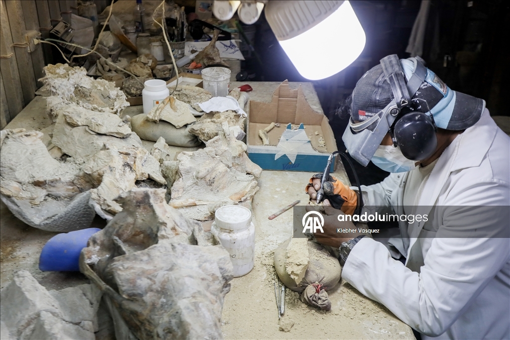 Peruvian scientists restore fossil of a seabird from 20 million years ago