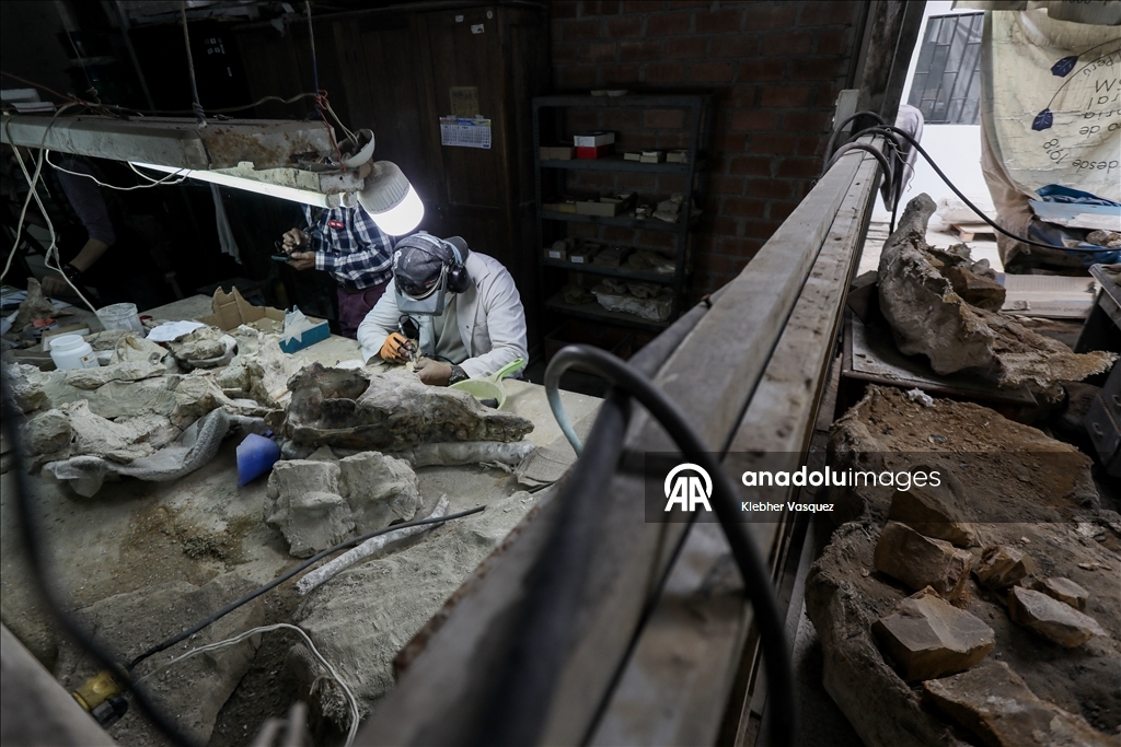 Peruvian scientists restore fossil of a seabird from 20 million years ago