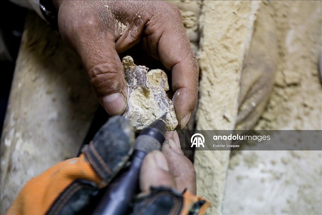 Peruvian scientists restore fossil of a seabird from 20 million years ago