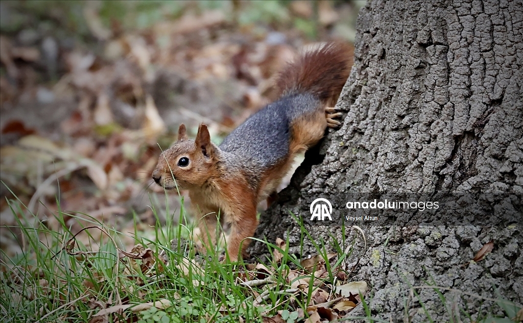 Samsun'un Alaçam ilçesinde sonbahar güzelliklerine sincaplar eşlik ediyor