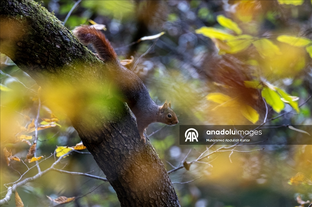 Orman denizi Yedigöller'de sonbahar renkleri 