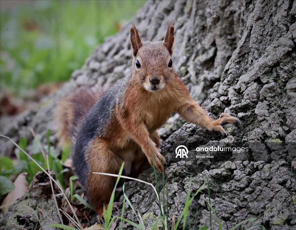 Samsun'un Alaçam ilçesinde sonbahar güzelliklerine sincaplar eşlik ediyor