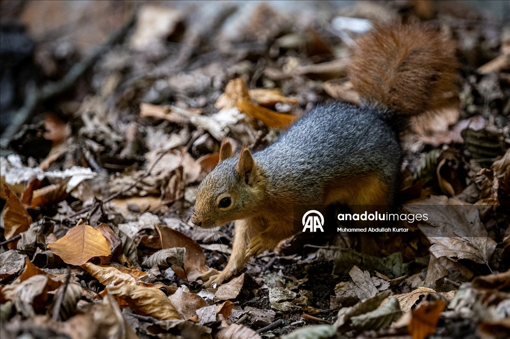 Orman denizi Yedigöller'de sonbahar renkleri 