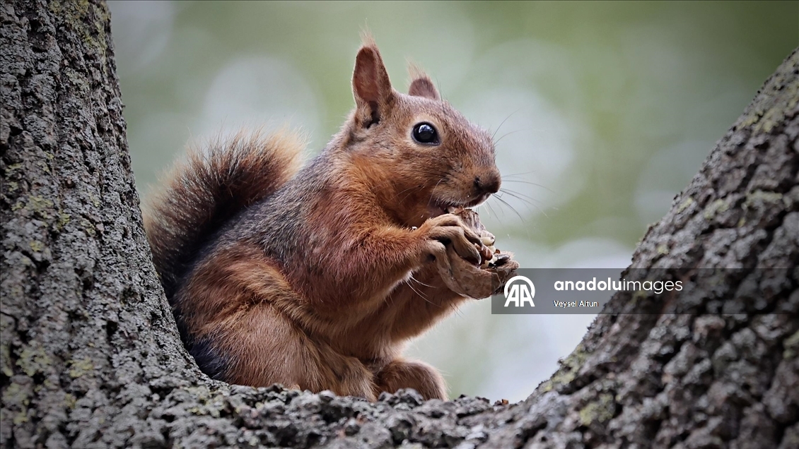 Samsun'un Alaçam ilçesinde sonbahar güzelliklerine sincaplar eşlik ediyor
