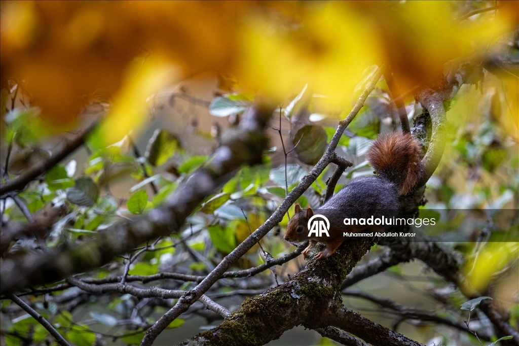 Orman denizi Yedigöller'de sonbahar renkleri 