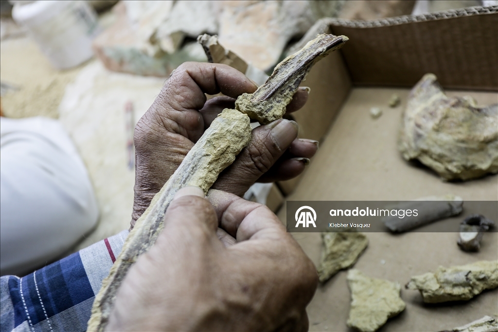 Peruvian scientists restore fossil of a seabird from 20 million years ago