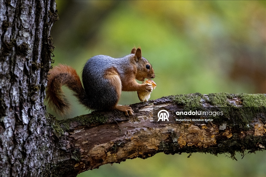 Orman denizi Yedigöller'de sonbahar renkleri 