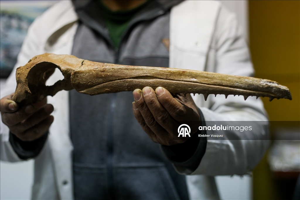 Peruvian scientists restore fossil of a seabird from 20 million years ago