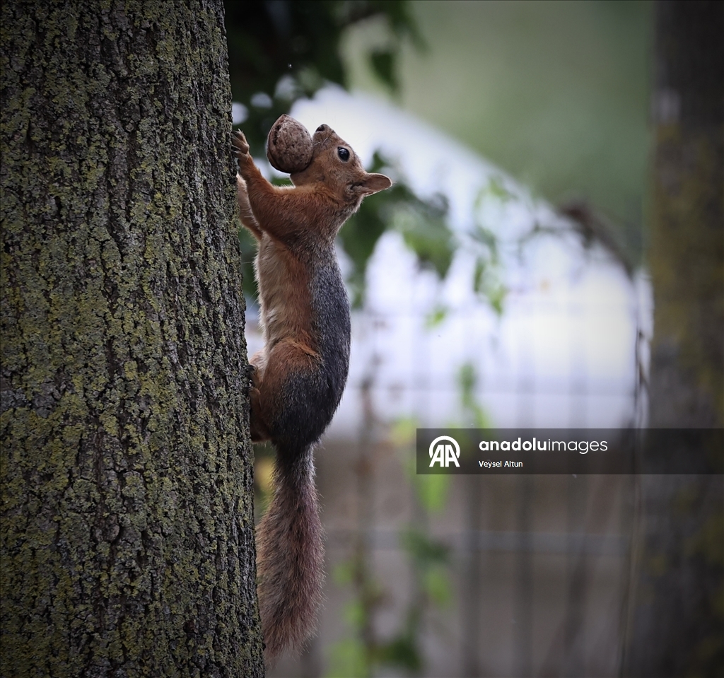 Samsun'un Alaçam ilçesinde sonbahar güzelliklerine sincaplar eşlik ediyor