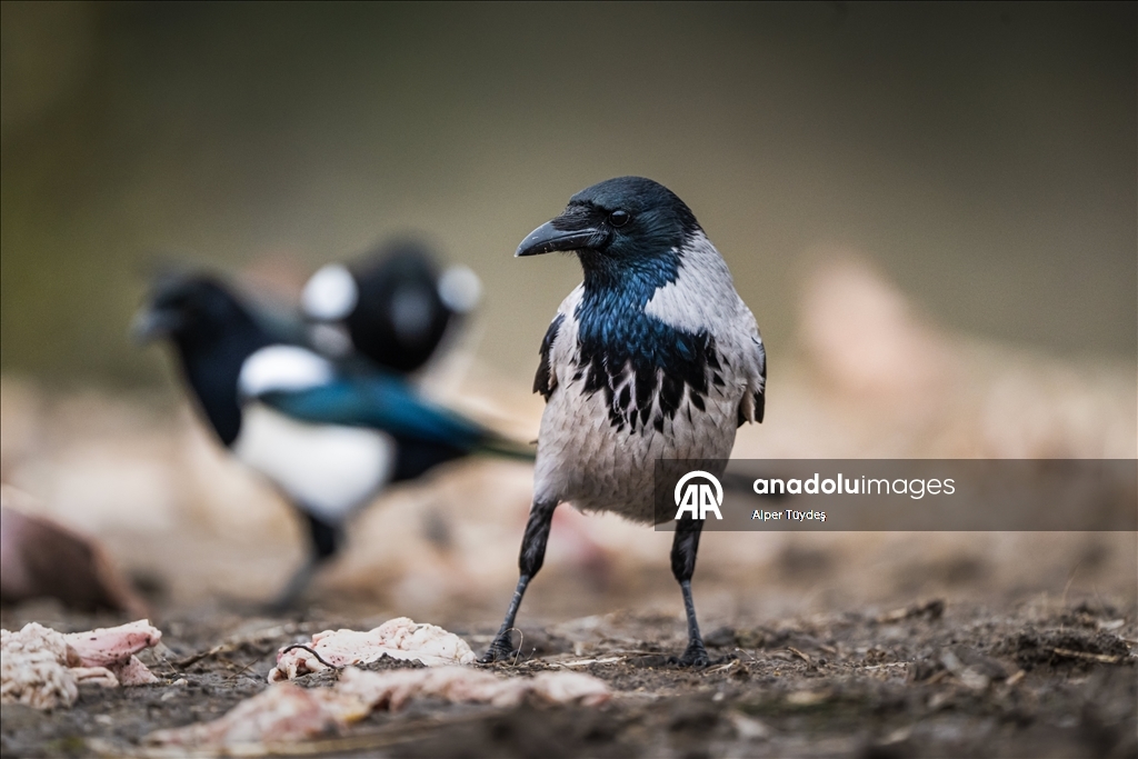 Türkiye’nin tek akbaba istasyonu