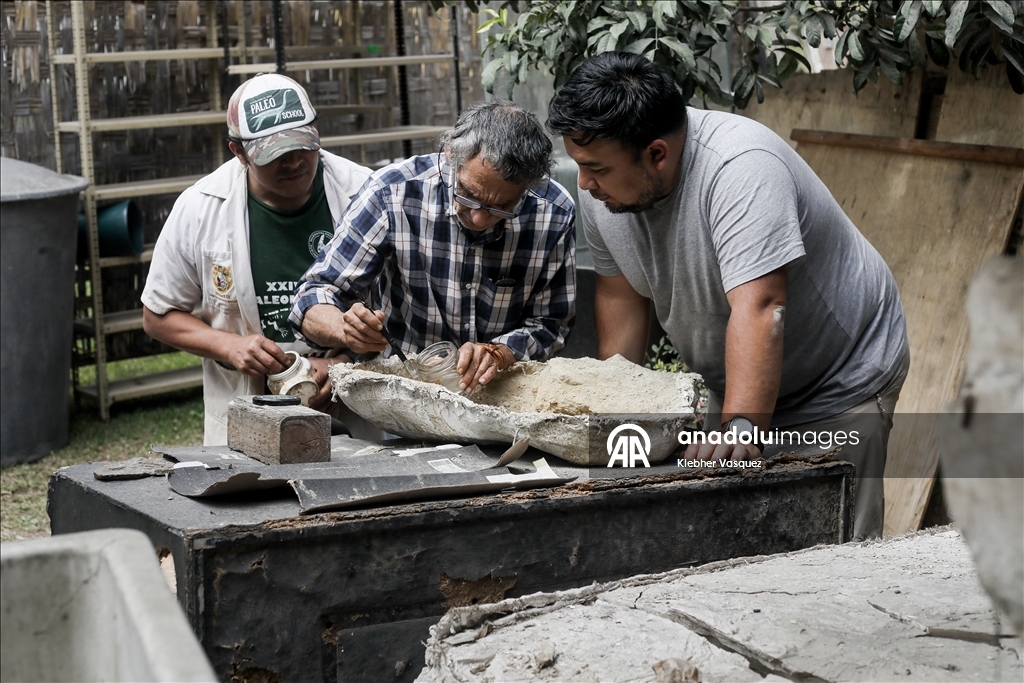 Peruvian scientists restore fossil of a seabird from 20 million years ago