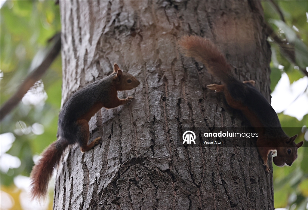 Samsun'un Alaçam ilçesinde sonbahar güzelliklerine sincaplar eşlik ediyor