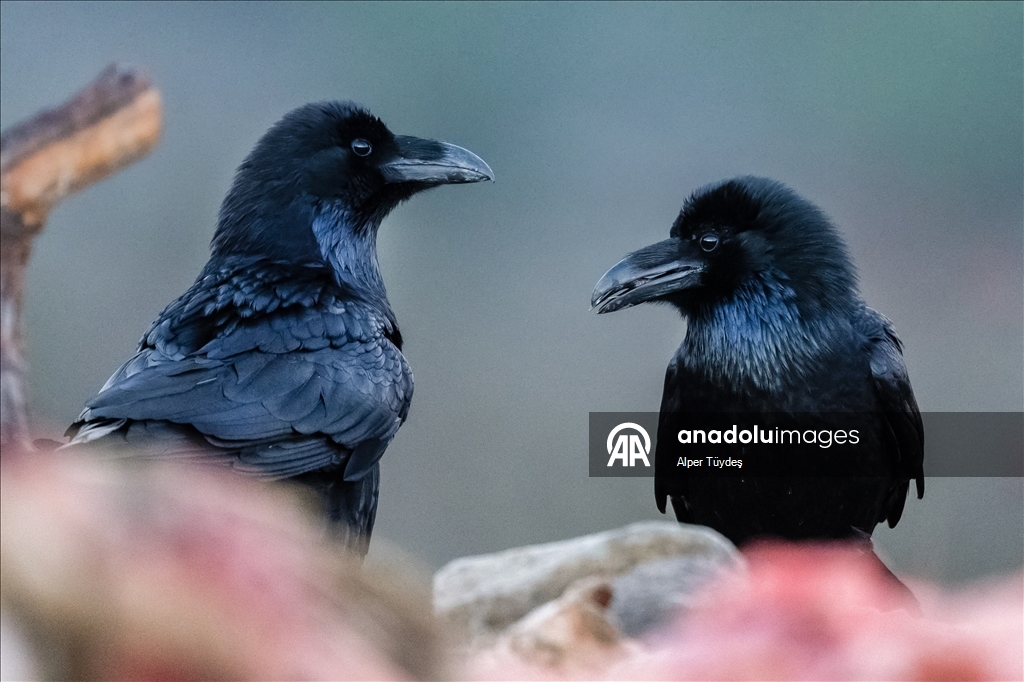 Turkiye’s only vulture observation station in Bolu