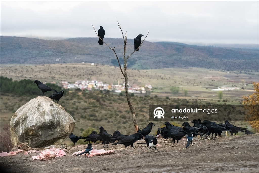 Turkiye’s only vulture observation station in Bolu