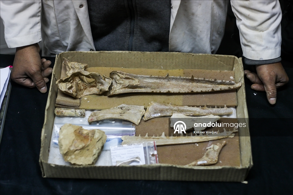 Peruvian scientists restore fossil of a seabird from 20 million years ago