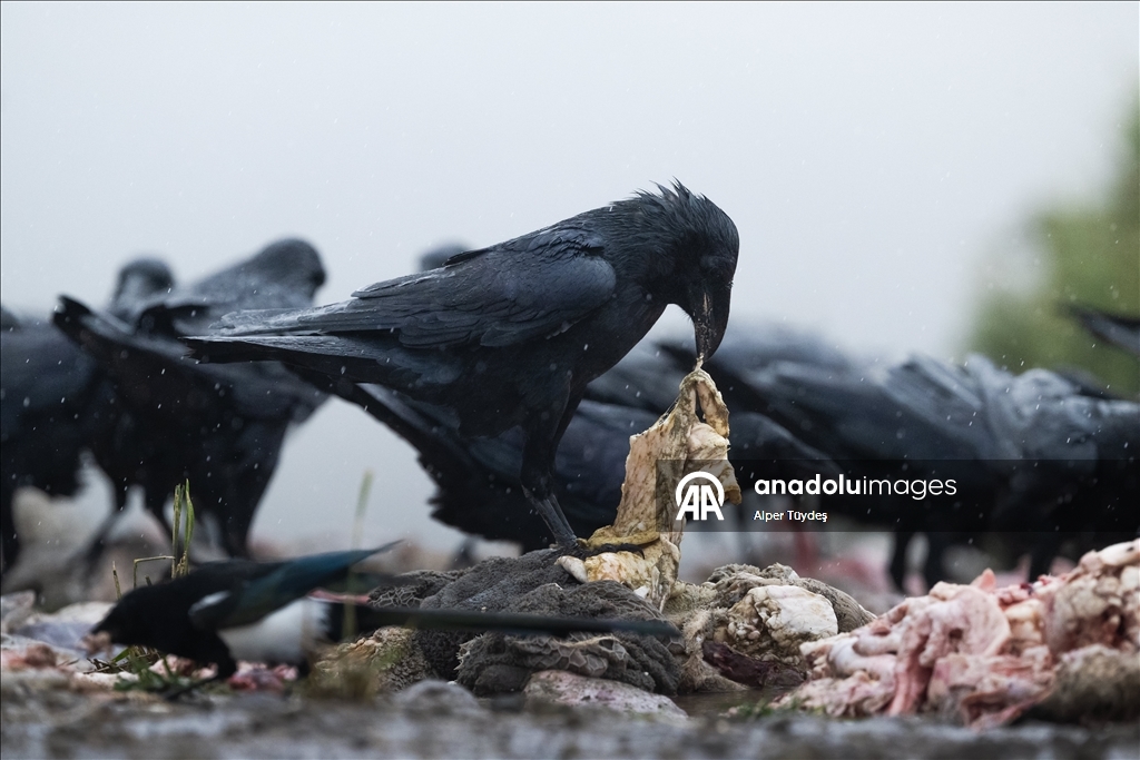 Türkiye’nin tek akbaba istasyonu