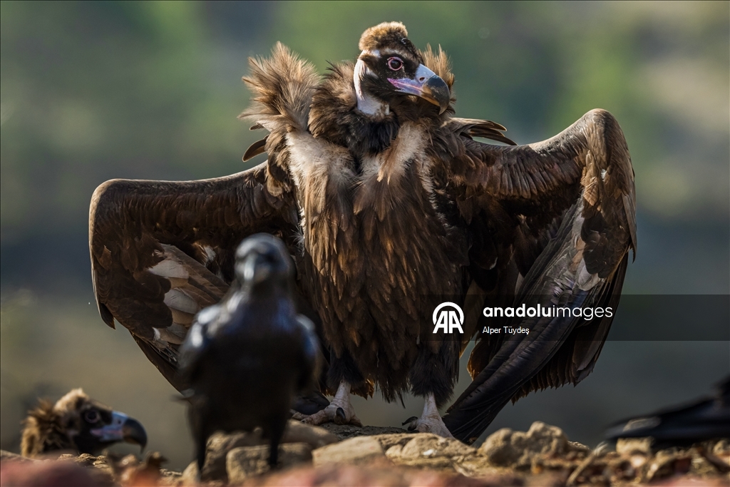 Turkiye’s only vulture observation station in Bolu