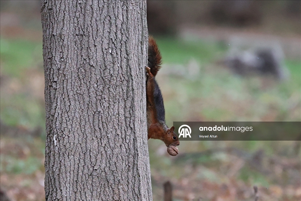 Samsun'un Alaçam ilçesinde sonbahar güzelliklerine sincaplar eşlik ediyor