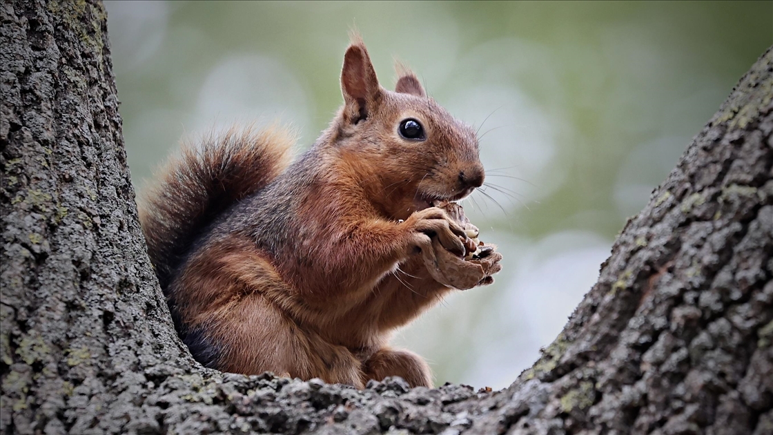 Samsun'un Alaçam ilçesinde sonbahar güzelliklerine sincaplar eşlik ediyor