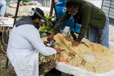 Peruvian scientists restore fossil of a seabird from 20 million years ago