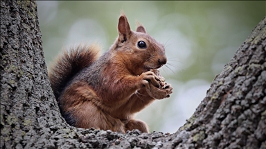 Samsun'un Alaçam ilçesinde sonbahar güzelliklerine sincaplar eşlik ediyor