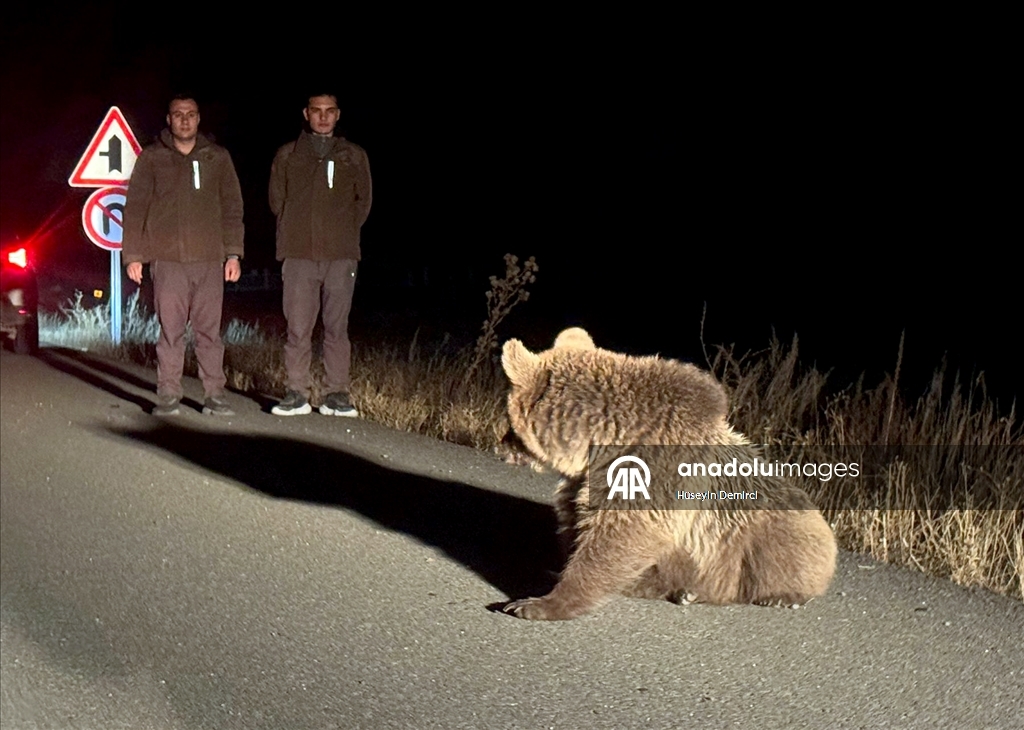 Kars'ta bitkin bulunan bozayı yavrusu tedavi altına alındı