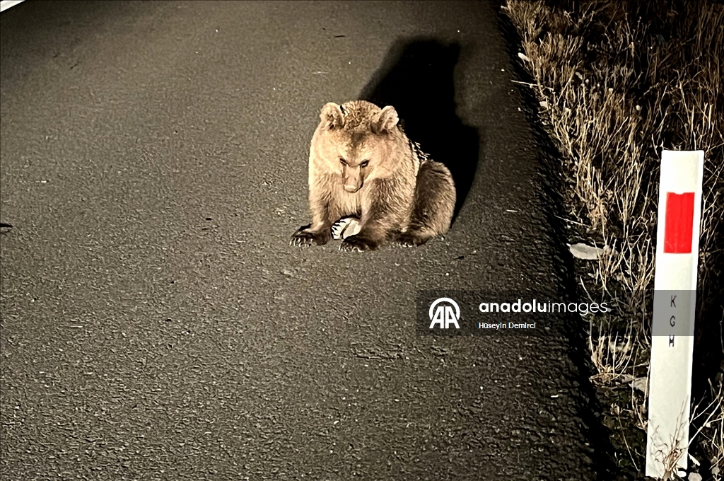 Kars'ta bitkin bulunan bozayı yavrusu tedavi altına alındı