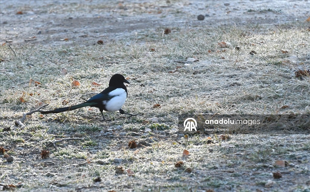 Kars’ta soğuk hava ve kırağı etkili oldu