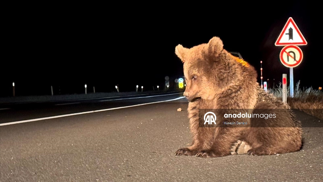 Kars'ta bitkin bulunan bozayı yavrusu tedavi altına alındı