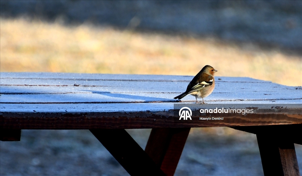 Kars’ta soğuk hava ve kırağı etkili oldu