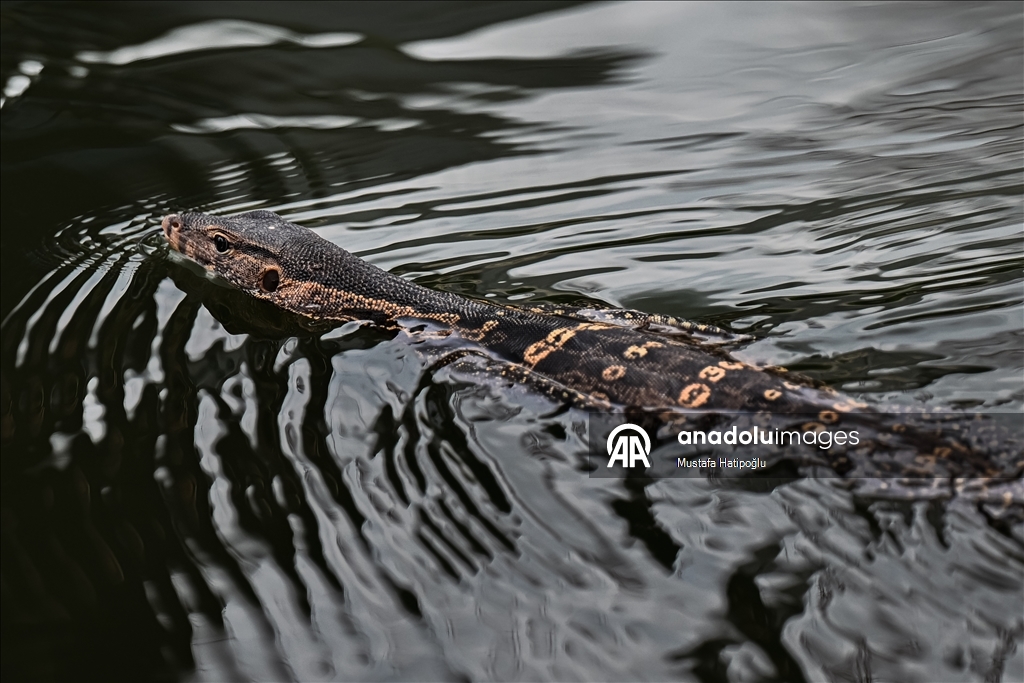 Tayland’ın Nakhon şehrindeki "Suan Rak Parkı" doğal güzelliği ve kültürel mirasıyla öne çıkıyor