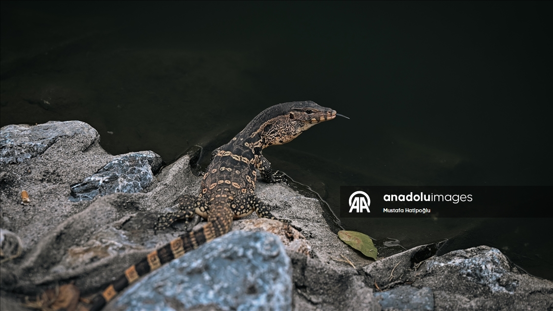 Tayland’ın Nakhon şehrindeki "Suan Rak Parkı" doğal güzelliği ve kültürel mirasıyla öne çıkıyor