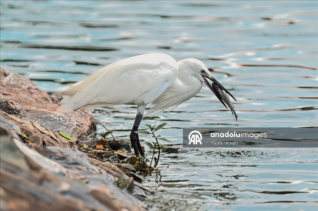 Tayland’ın Nakhon şehrindeki "Suan Rak Parkı" doğal güzelliği ve kültürel mirasıyla öne çıkıyor