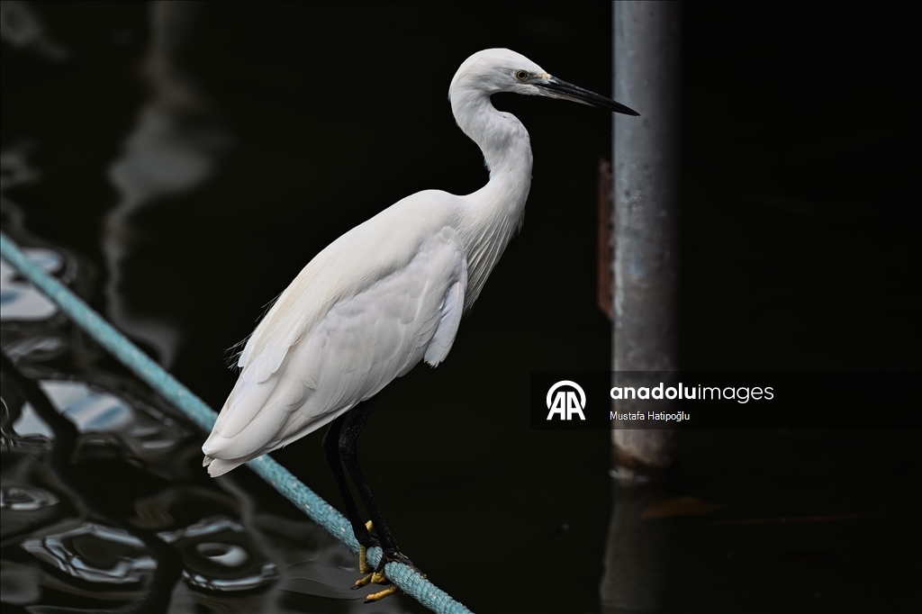 Tayland’ın Nakhon şehrindeki "Suan Rak Parkı" doğal güzelliği ve kültürel mirasıyla öne çıkıyor