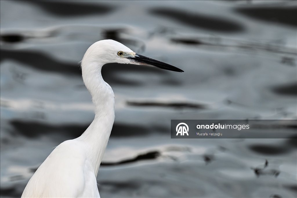Tayland’ın Nakhon şehrindeki "Suan Rak Parkı" doğal güzelliği ve kültürel mirasıyla öne çıkıyor