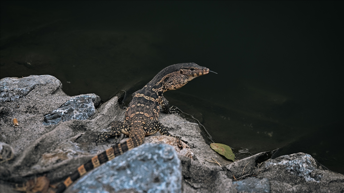 Tayland’ın Nakhon şehrindeki "Suan Rak Parkı" doğal güzelliği ve kültürel mirasıyla öne çıkıyor