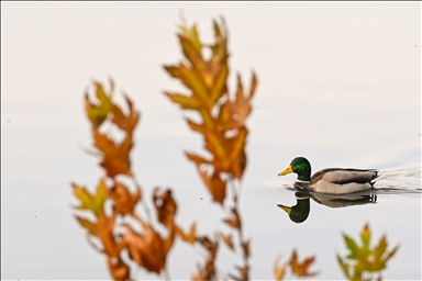 تركيا.. عباءة الخريف تكسو "بحيرة الأناضول" في أنقرة