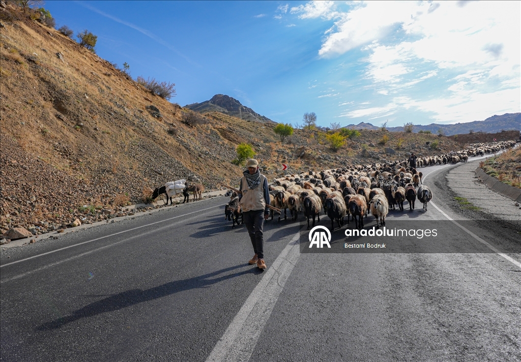 مع اقتراب الشتاء.. رعاة ديار بكر التركية يغادرون المرتفعات