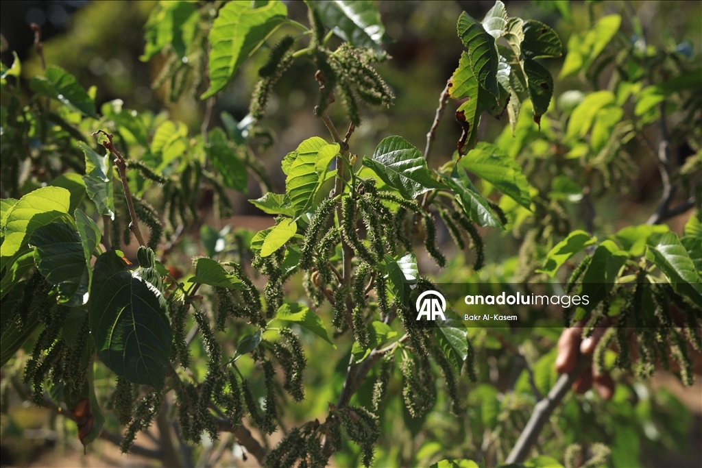 السوري رجب يرعى نباتات نادرة ويخشى عليها من تهديدات إسرائيل