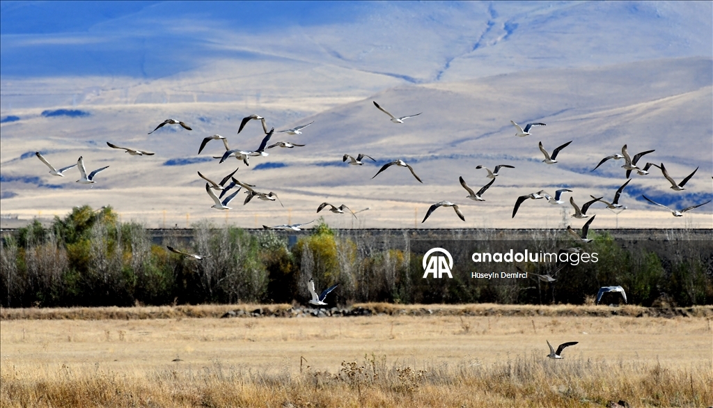 Kars'ta havaların soğumasıyla göçe hazırlanan kuşlar sulak alanlarda görüntülendi