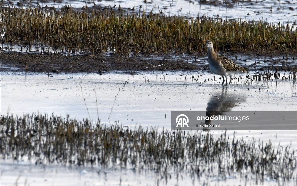 Kars'ta havaların soğumasıyla göçe hazırlanan kuşlar sulak alanlarda görüntülendi