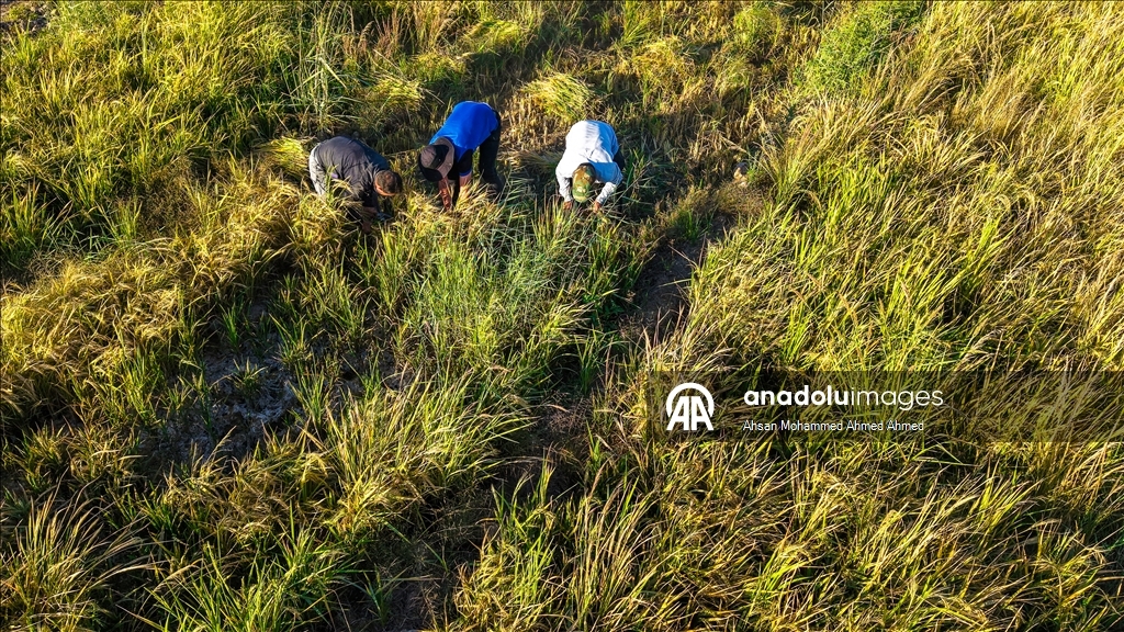 Erbil’in yerli pirinci Iraklıların sofralarına lezzet katıyor
