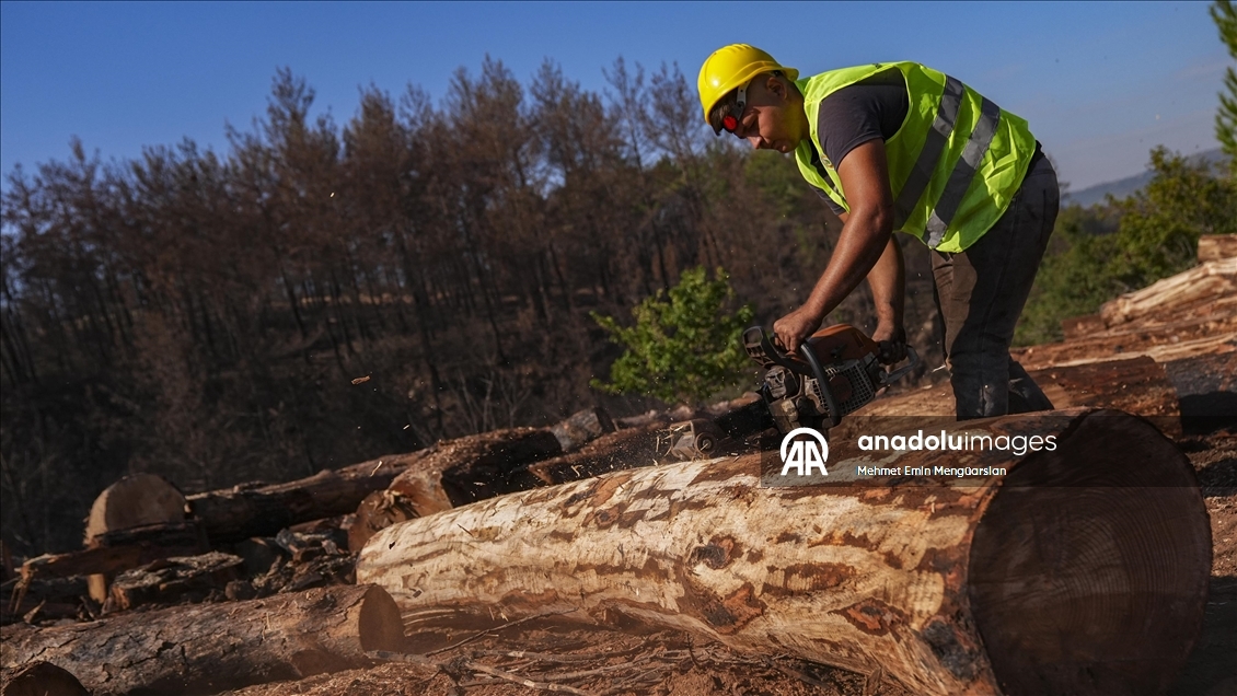 Yanan orman alanları hummalı çalışmayla yeni fidanlara hazırlanıyor