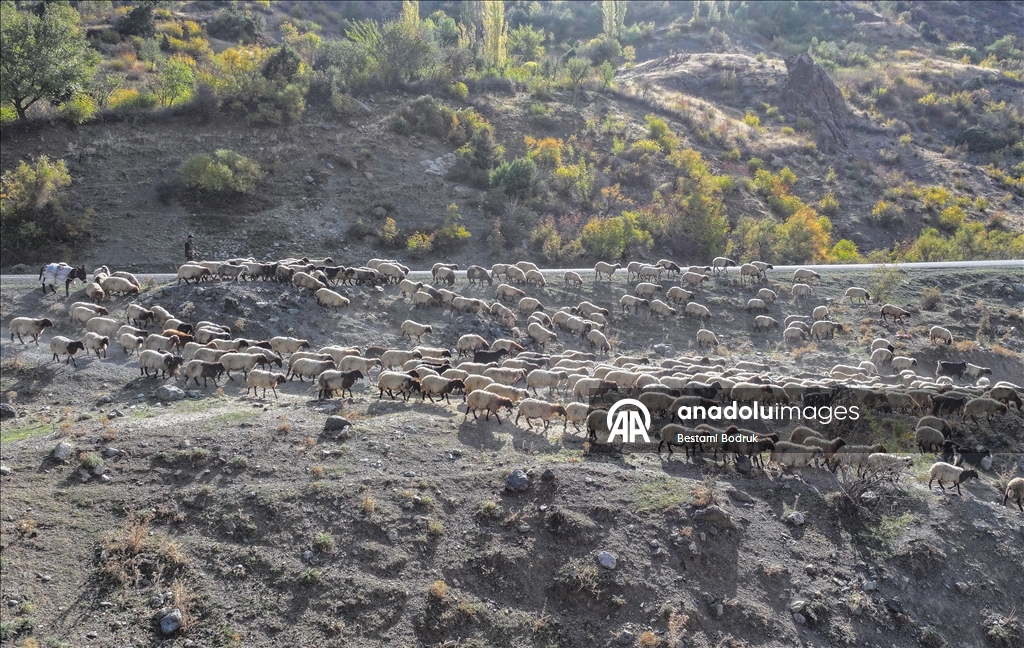 مع اقتراب الشتاء.. رعاة ديار بكر التركية يغادرون المرتفعات