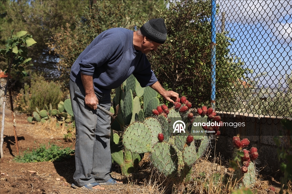 السوري رجب يرعى نباتات نادرة ويخشى عليها من تهديدات إسرائيل