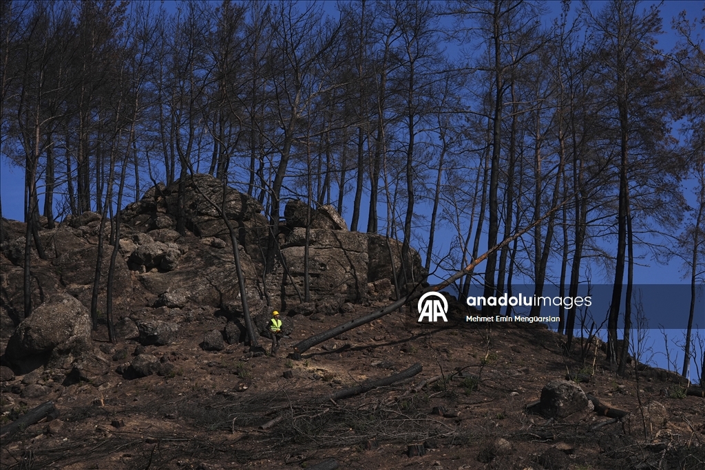 Yanan orman alanları hummalı çalışmayla yeni fidanlara hazırlanıyor