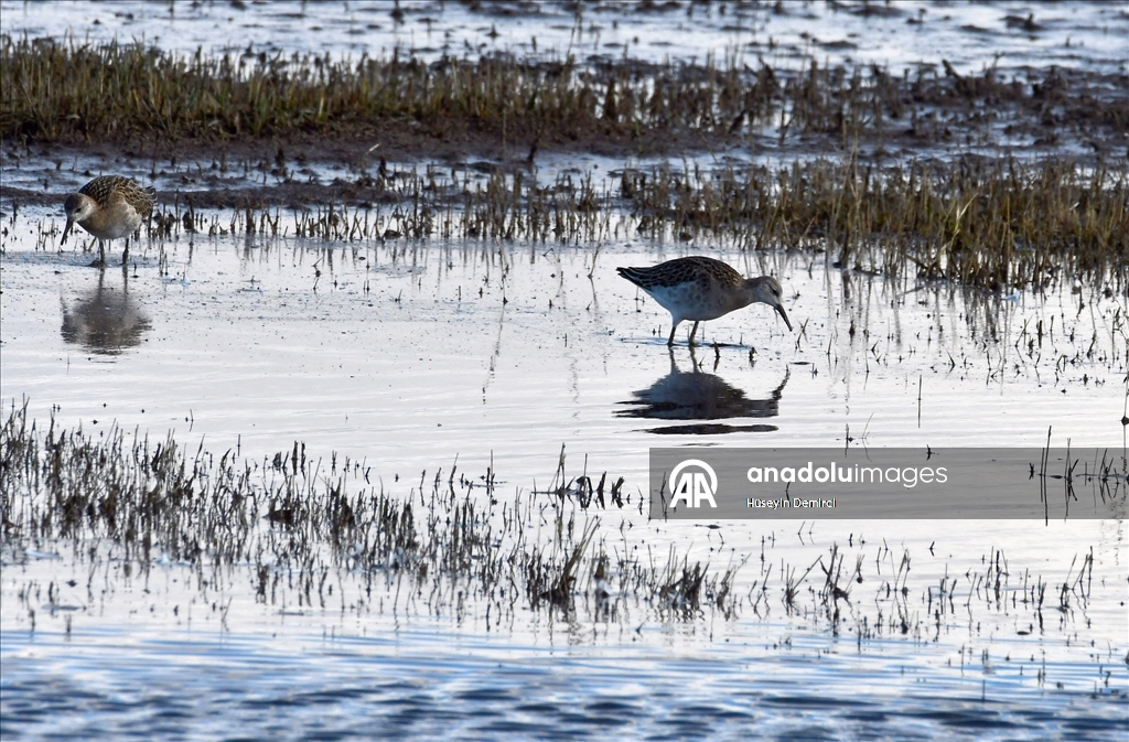 Kars'ta havaların soğumasıyla göçe hazırlanan kuşlar sulak alanlarda görüntülendi